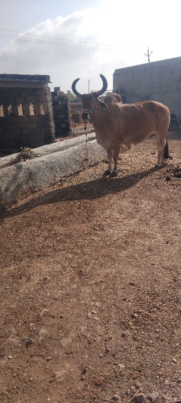 ox