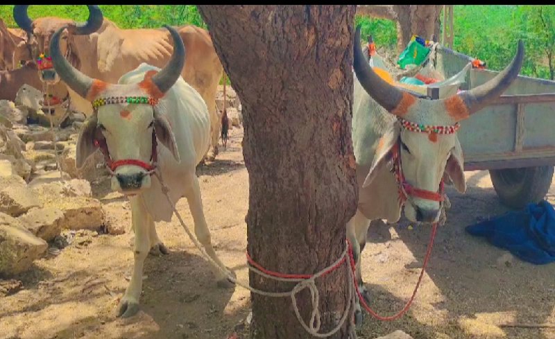 એક વાવણી હાકેલા...
