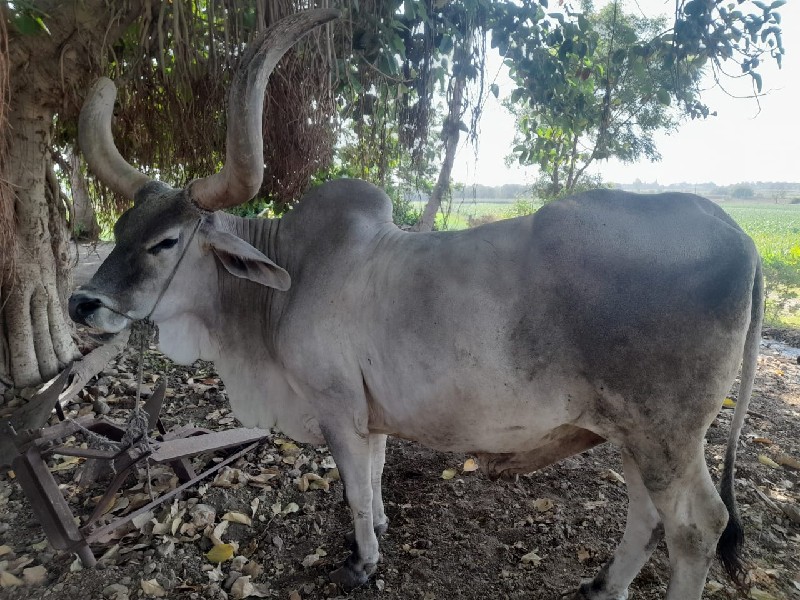 આ બળદ વેંચવા નો...