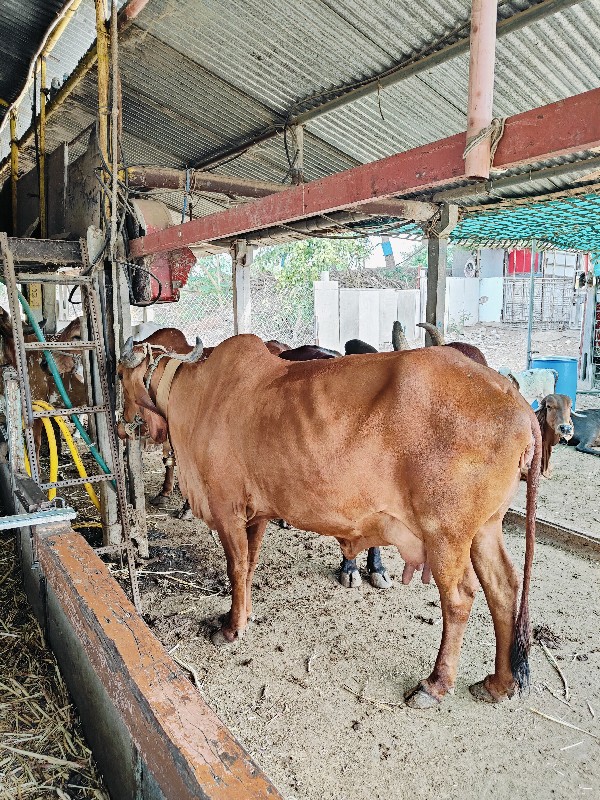 ગાય વેચવાની છે