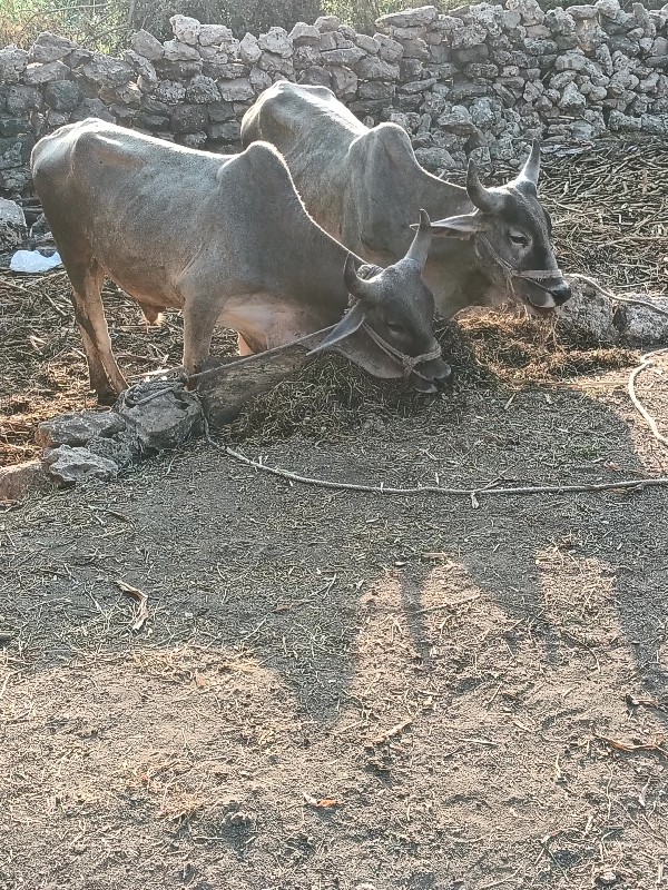 બળદ