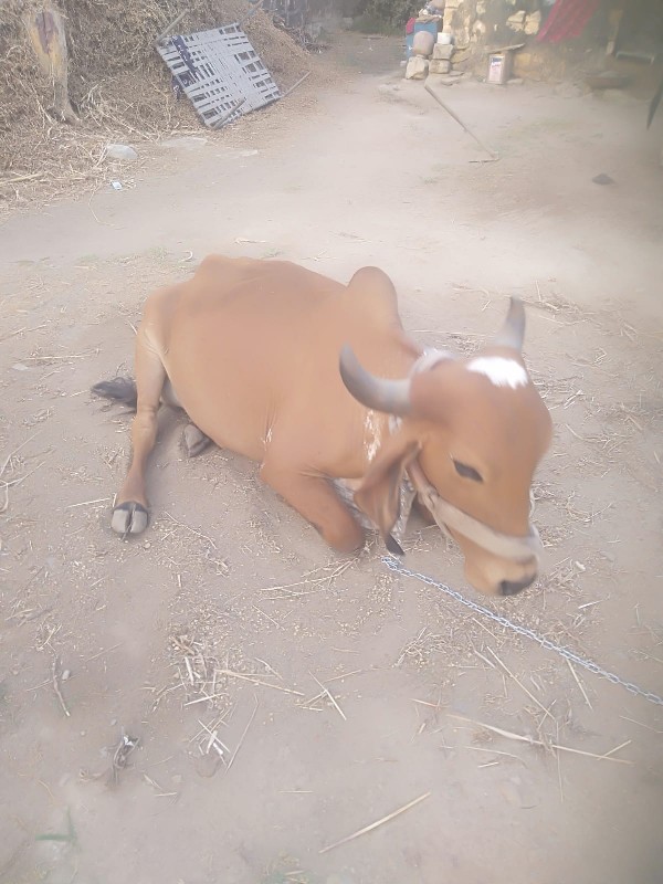 વેચવા નિ હે