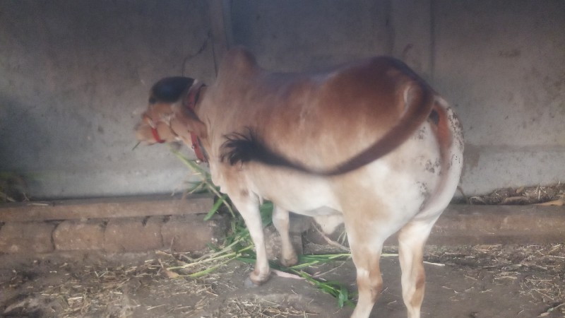 વાછડો વેચવાનો છ...