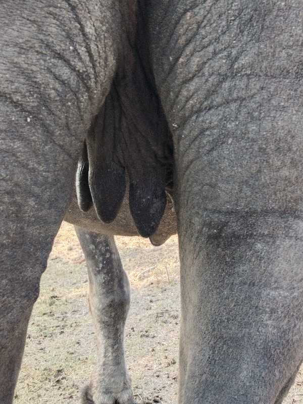 ખડેલી વેચવાની છ...