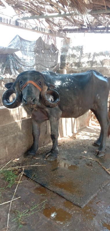 ખડેલી વેસવાની છ...