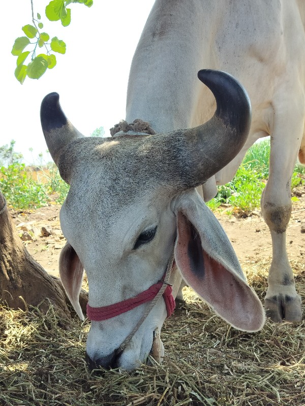 વેચવા નો છે