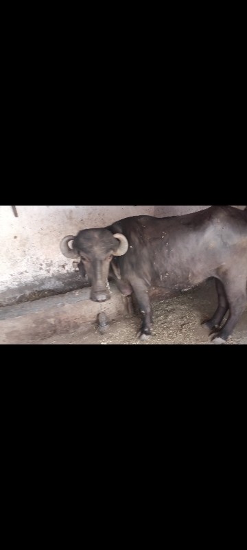 જાફરાબાદી ખડાઈ