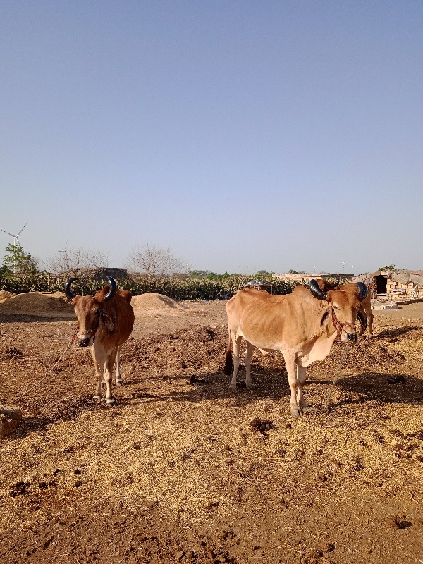 ગોધલીયુ ને ગોધલ...
