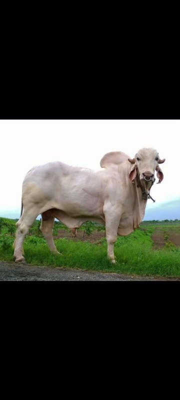 શ્વેત કપિલા