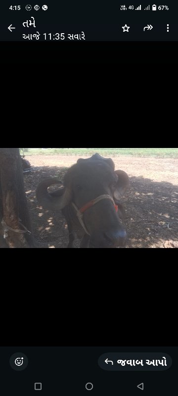 ભેસ વેસવાની સે