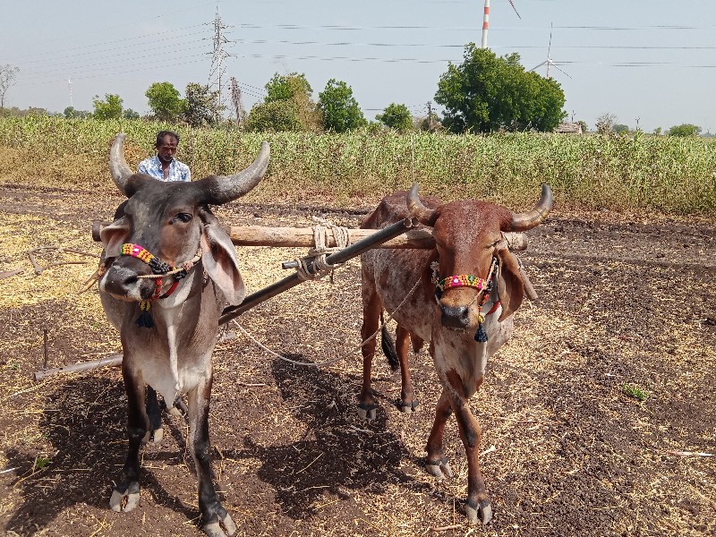 ગોઢલા વેસવાના સ...