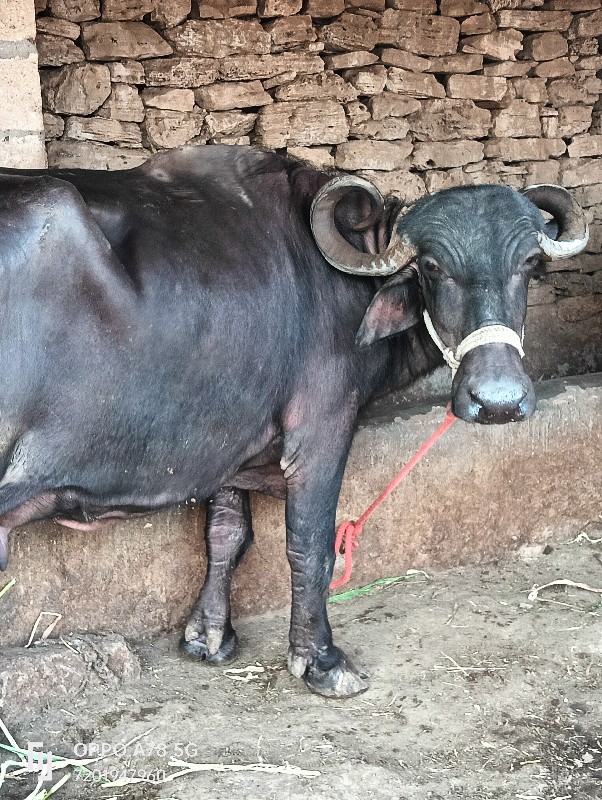 ભેંસ વેચવાની છે