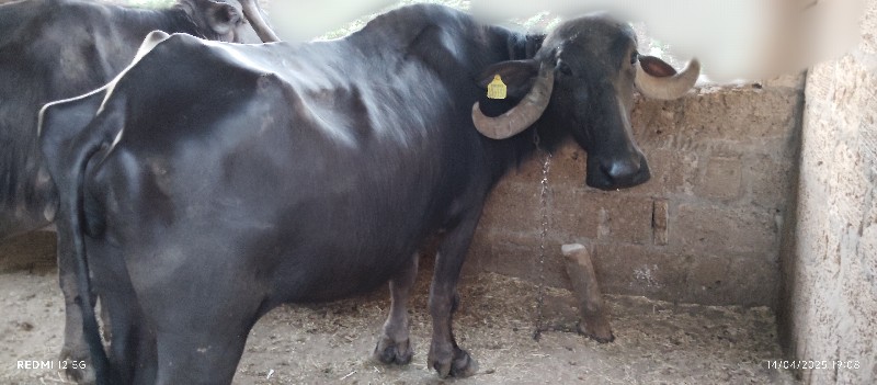 ભેંસ વેચવાની છે