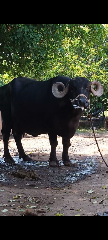 3જુ વેતર
1મીનાન...