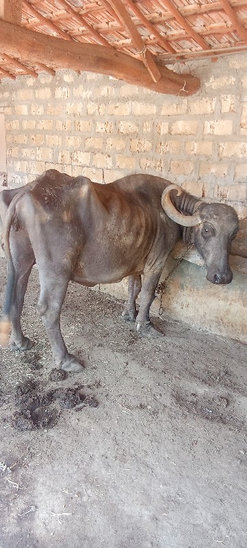 વેચાણ માટે ‌છે