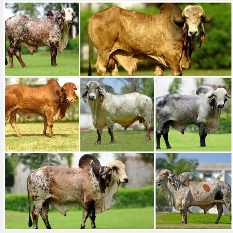 બિજદાન મુકાવવા...