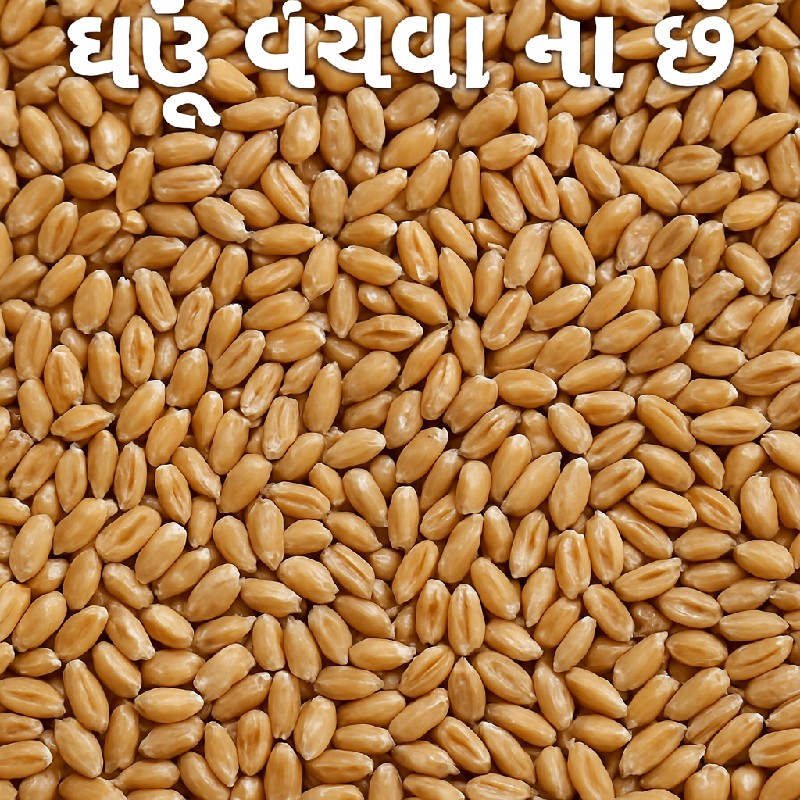 ઘઉ વેચવા ના છે
