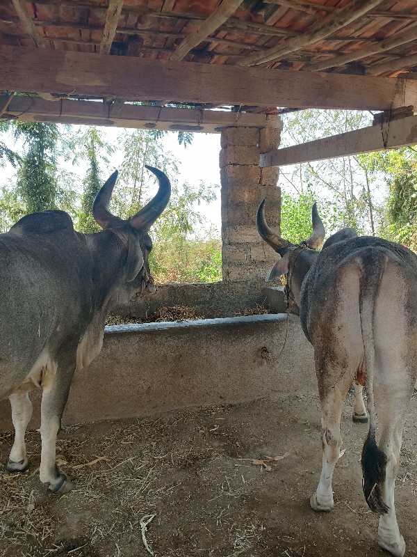 બળદ