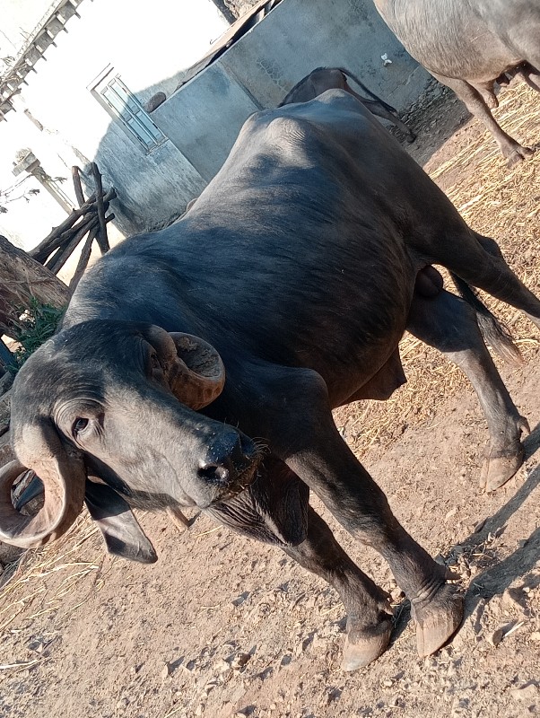પાઙૉ વૅસવા.નૉ.છ...