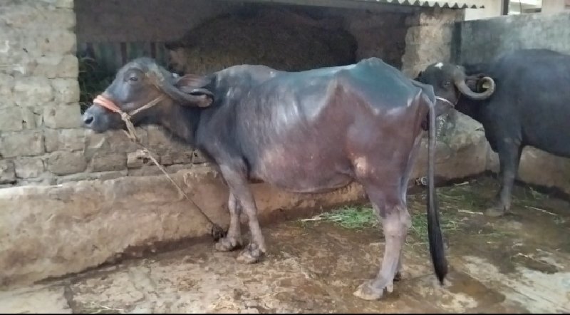 ભેસ વેચવાની છે....