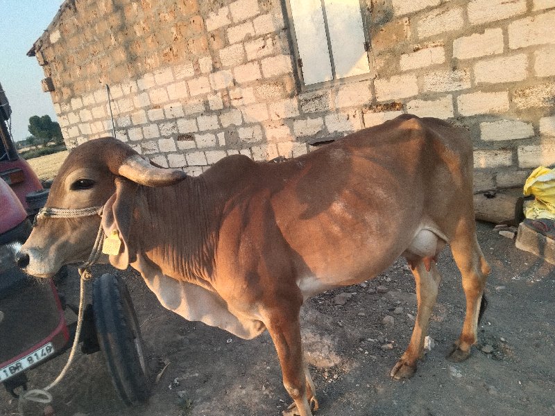 અશોક સોલંકી