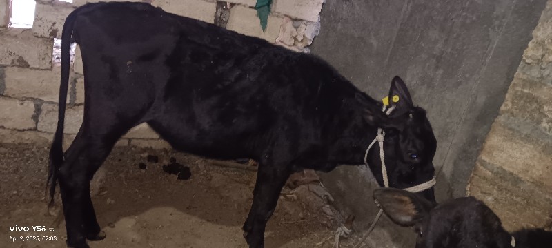 એસેફ વાછડી