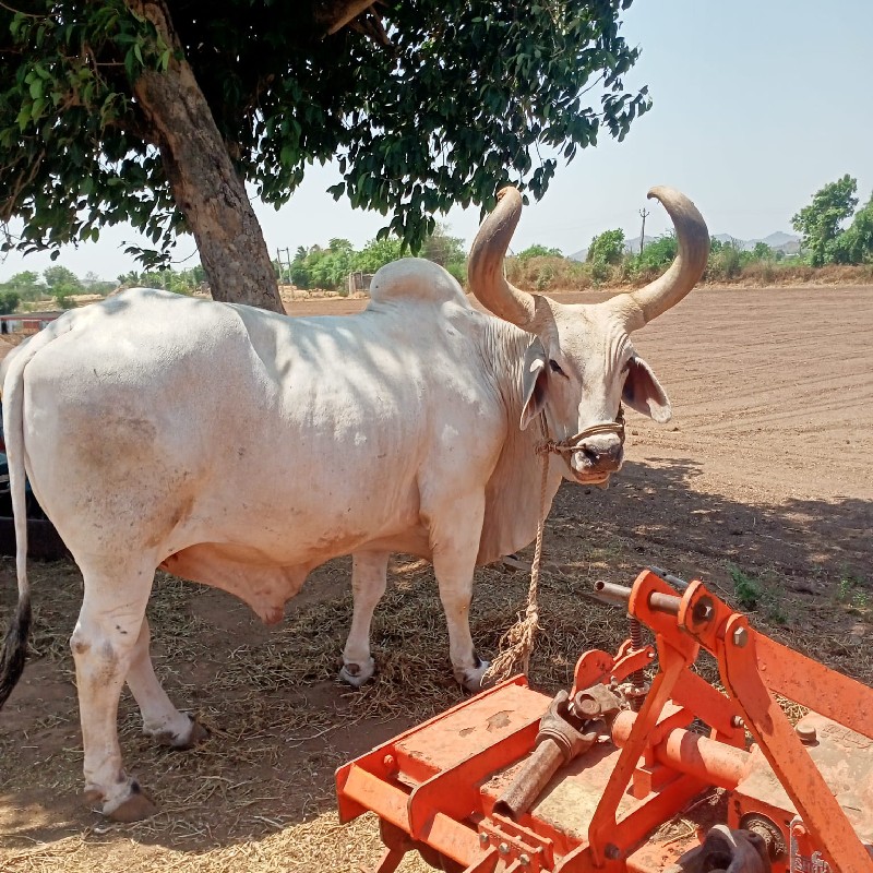બળદ વેચવાના છે...