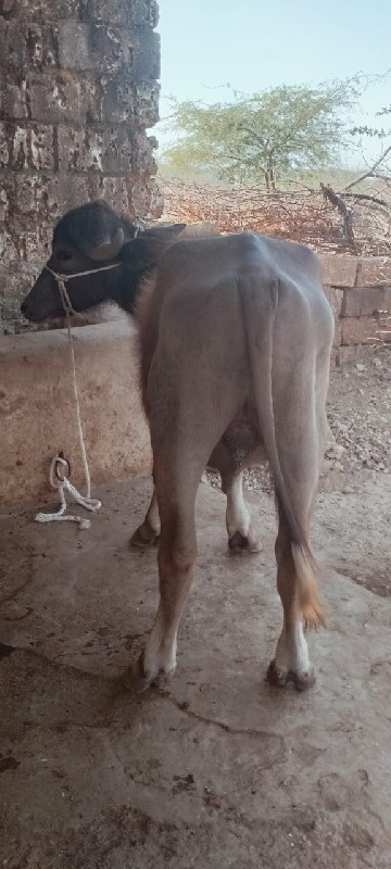 ભૂરો પાડો વેચવા...