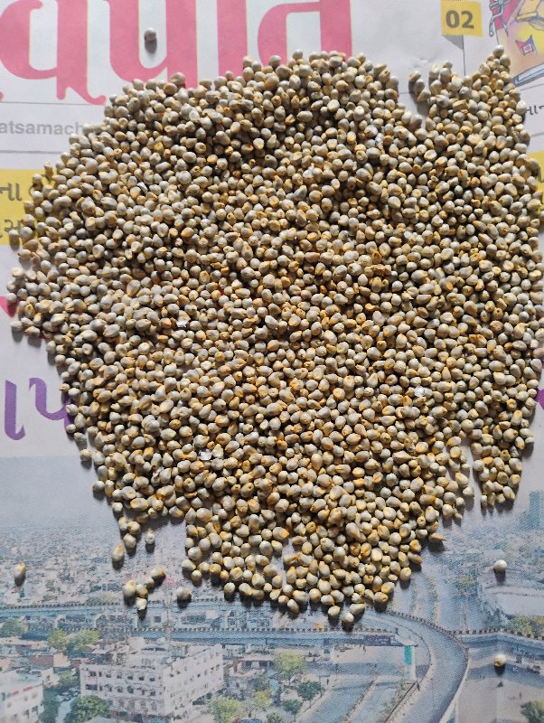ઓર્ગેનિક બાજરો...