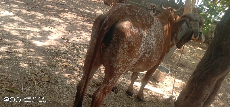 Original gir ga...