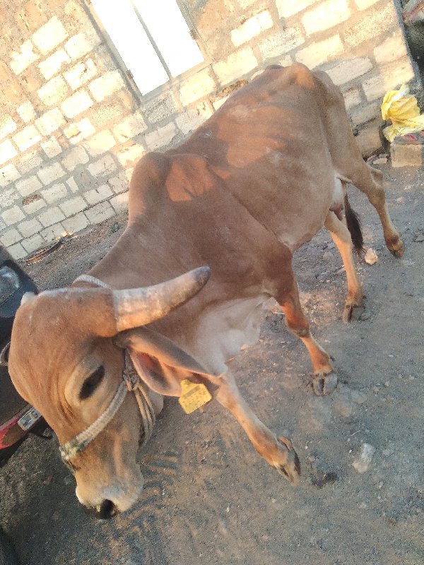 અશોક સોલંકી