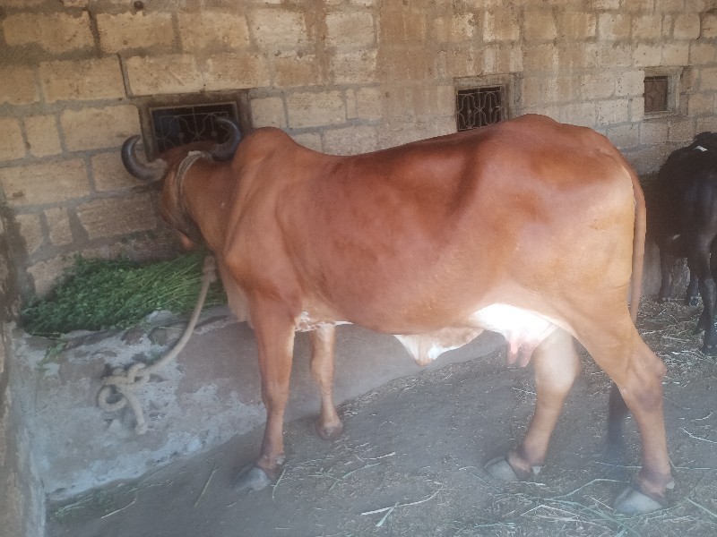 cow buy sell