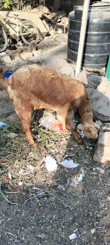 bakri