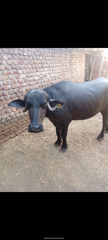 ખડાય વેચવાની