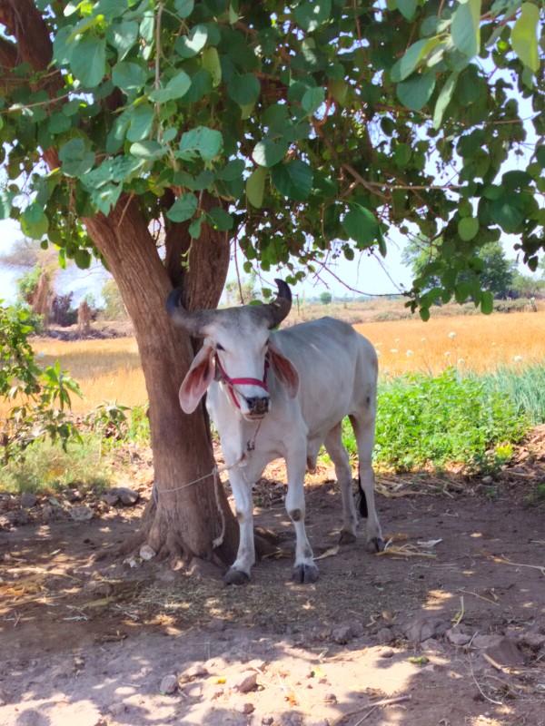 વેચવા નો છે