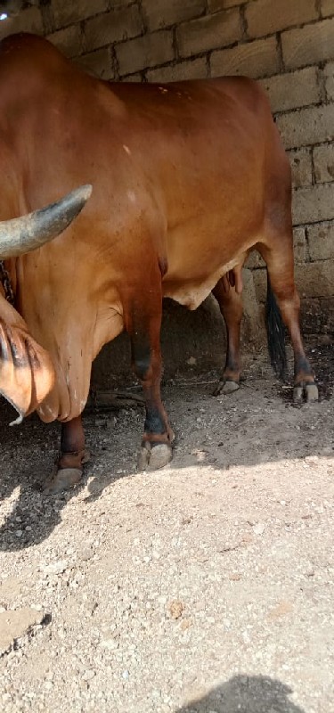 ગાય વેચવાની છે
