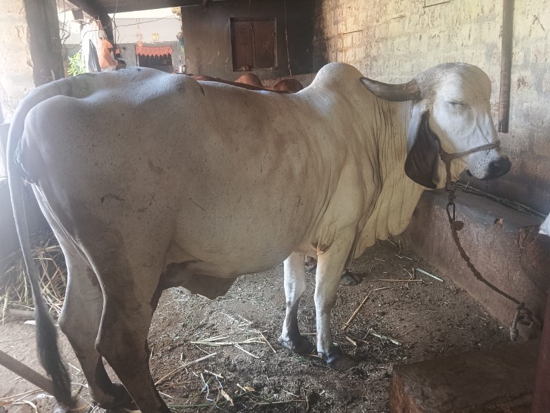 લીલડી ગાય વેચવા...