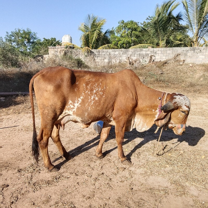 ગિર ગાય વેચવાની...