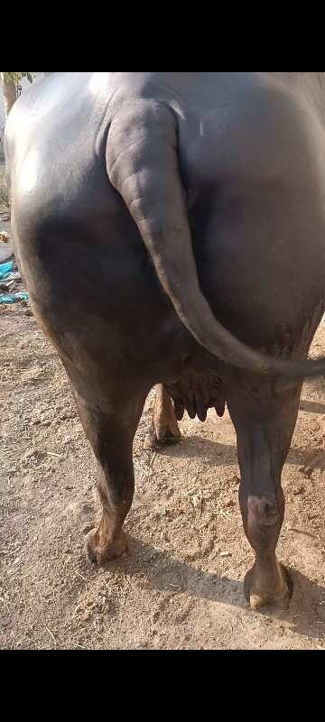 ડોઢ મહિના વાર છ...