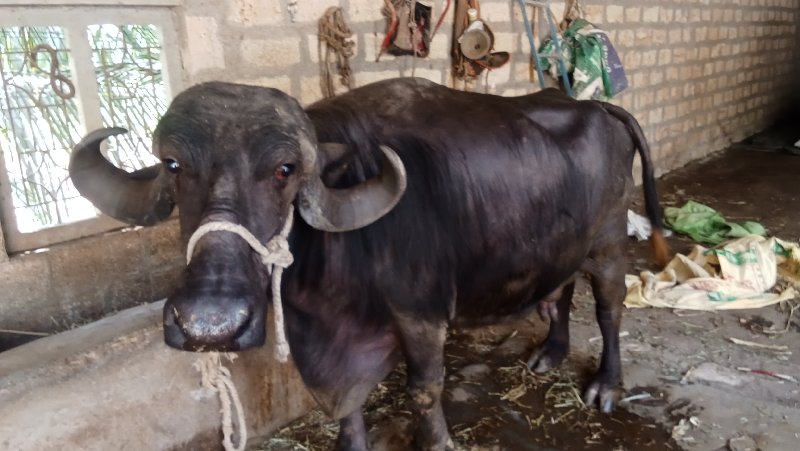 ભેંસ વેચવાની છે