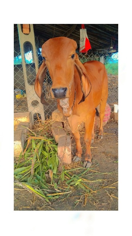 3વરસની છે