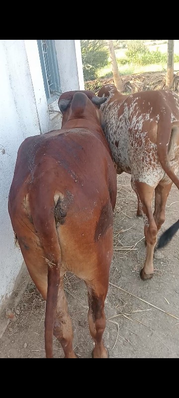 ગોધલાવેશવાનાછે