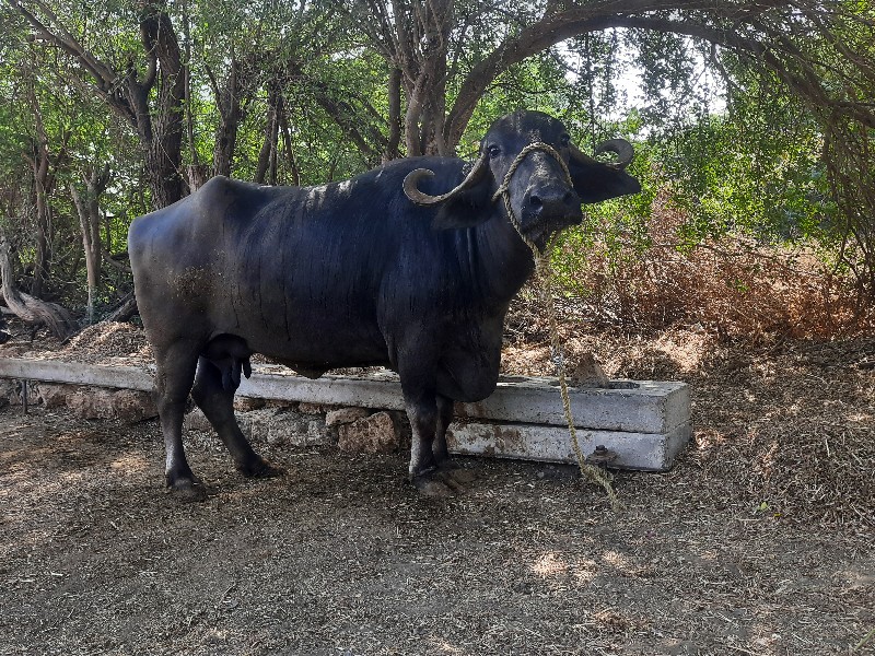 ભેંસ વેચવાની છે