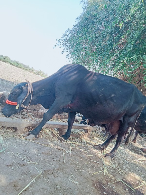 એસેફ ગાય વેશવાન...