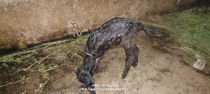 7 મહીનાની બચી વ...