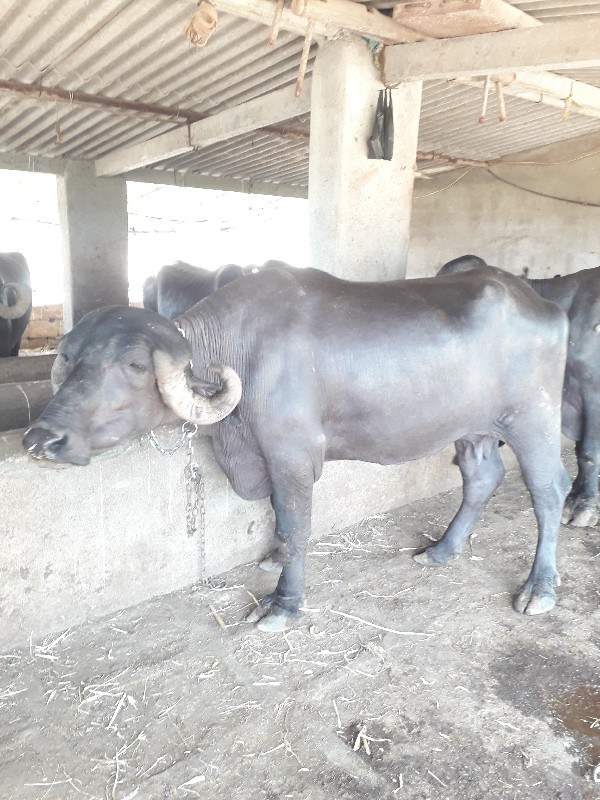 ભેંસ વેસવાની સે