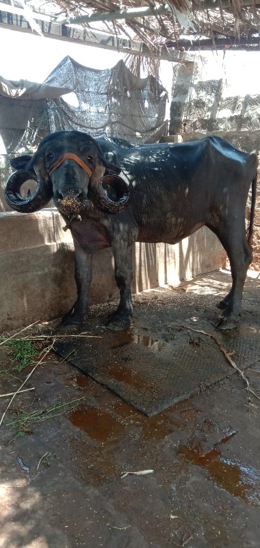 ખડેલી વેસવાની છ...