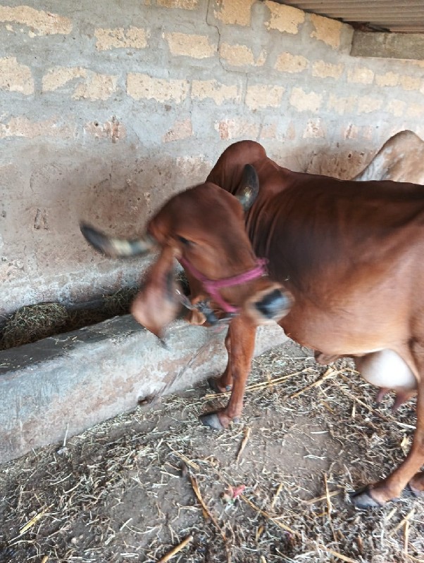 ગાય વેચવાનિ સે