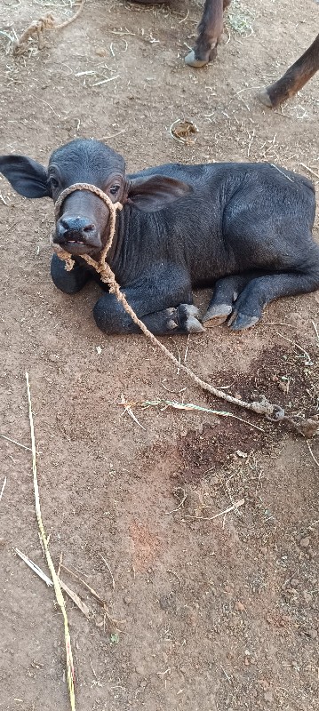 ભેંસ વેચવાની સે