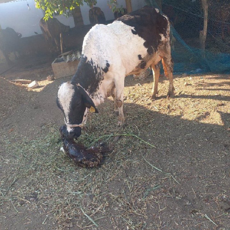 આ ગાય વેચવાની છ...